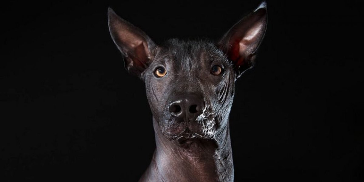 Собака Анубис ксолоитцкуинтли