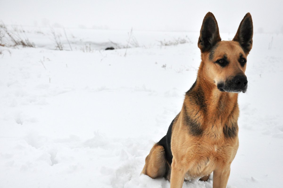 Пёс Квазимодо овчарка