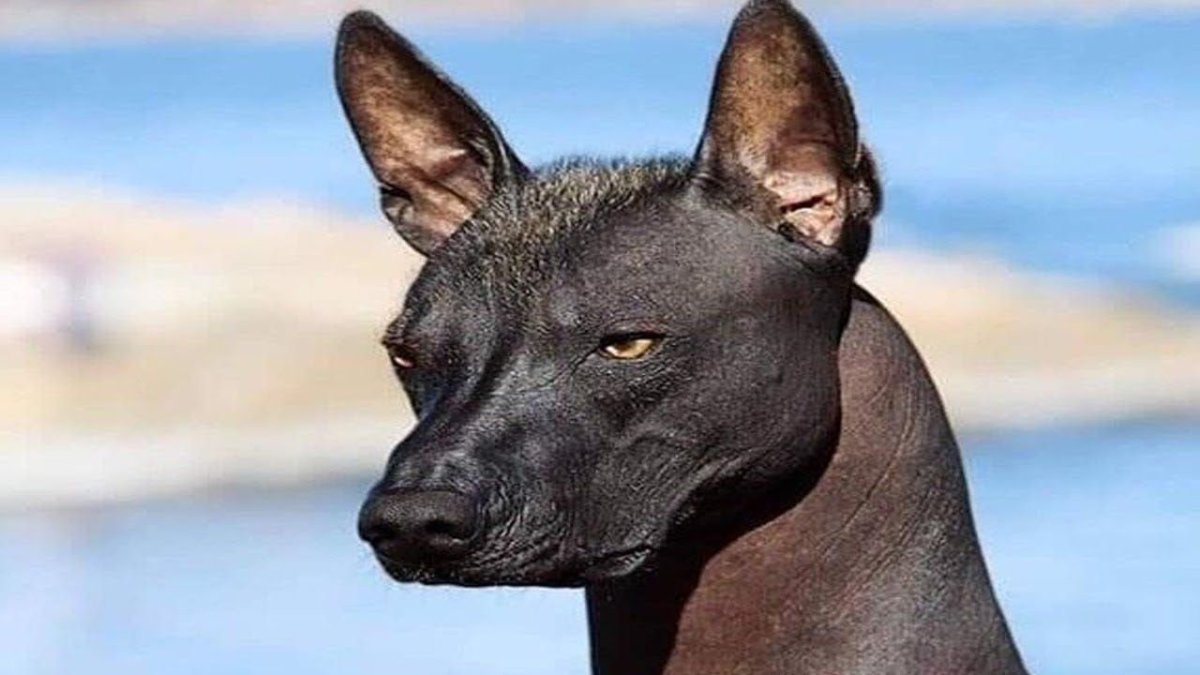 Ксолоитцкуинтли Данте