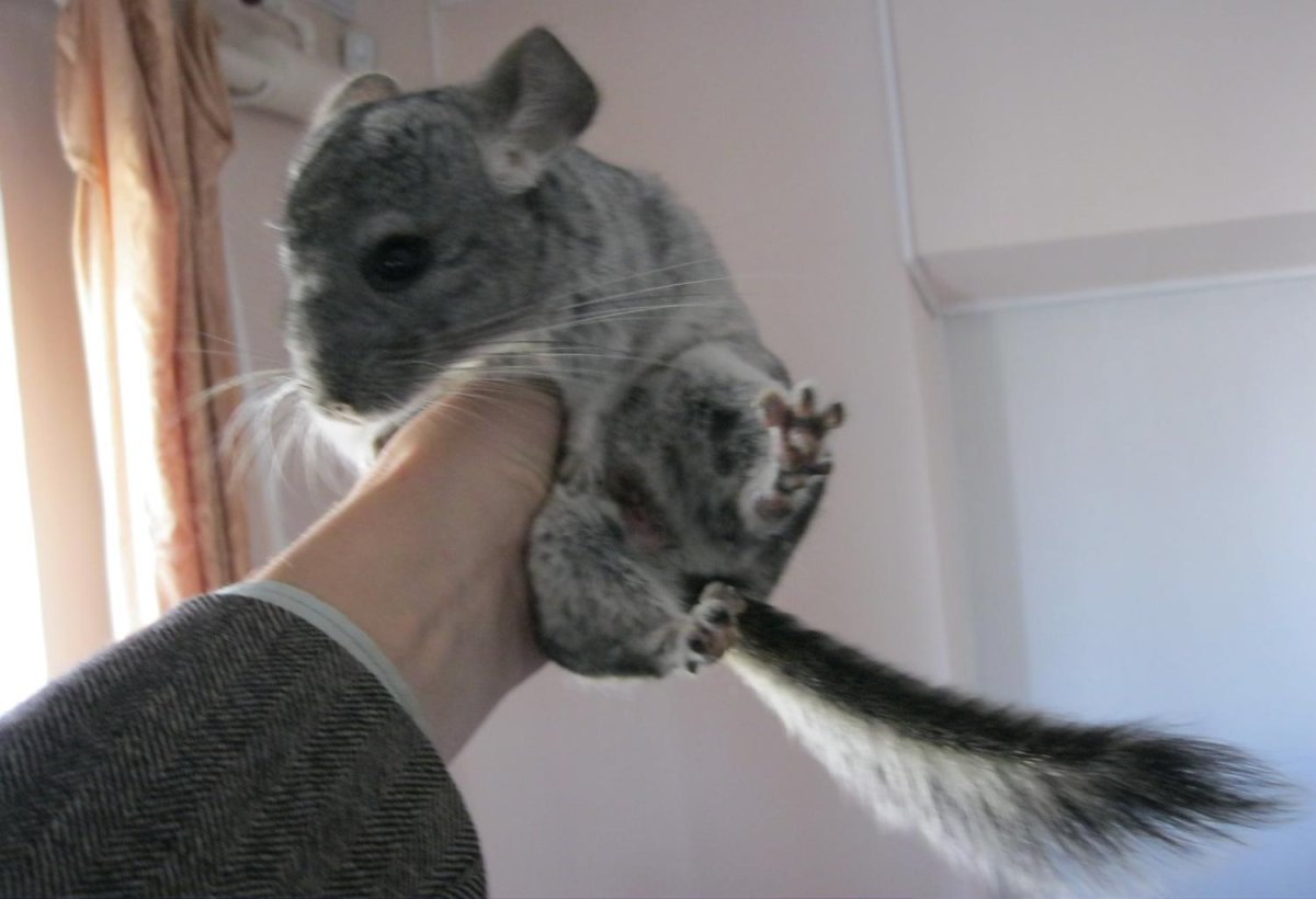 Злая шиншилла