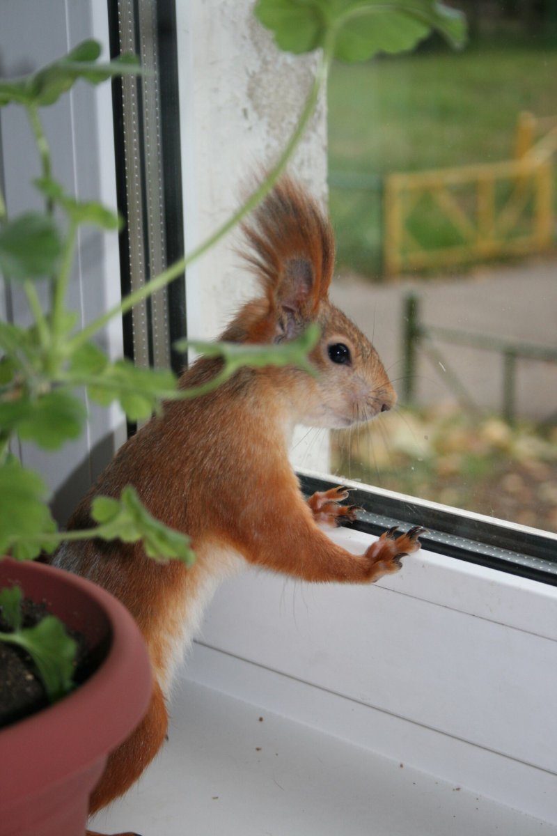 Бельчонок в доме