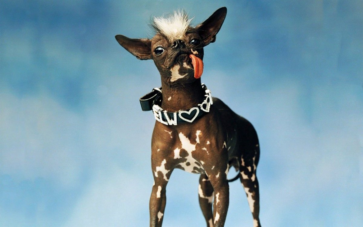 Собака с ирокезом