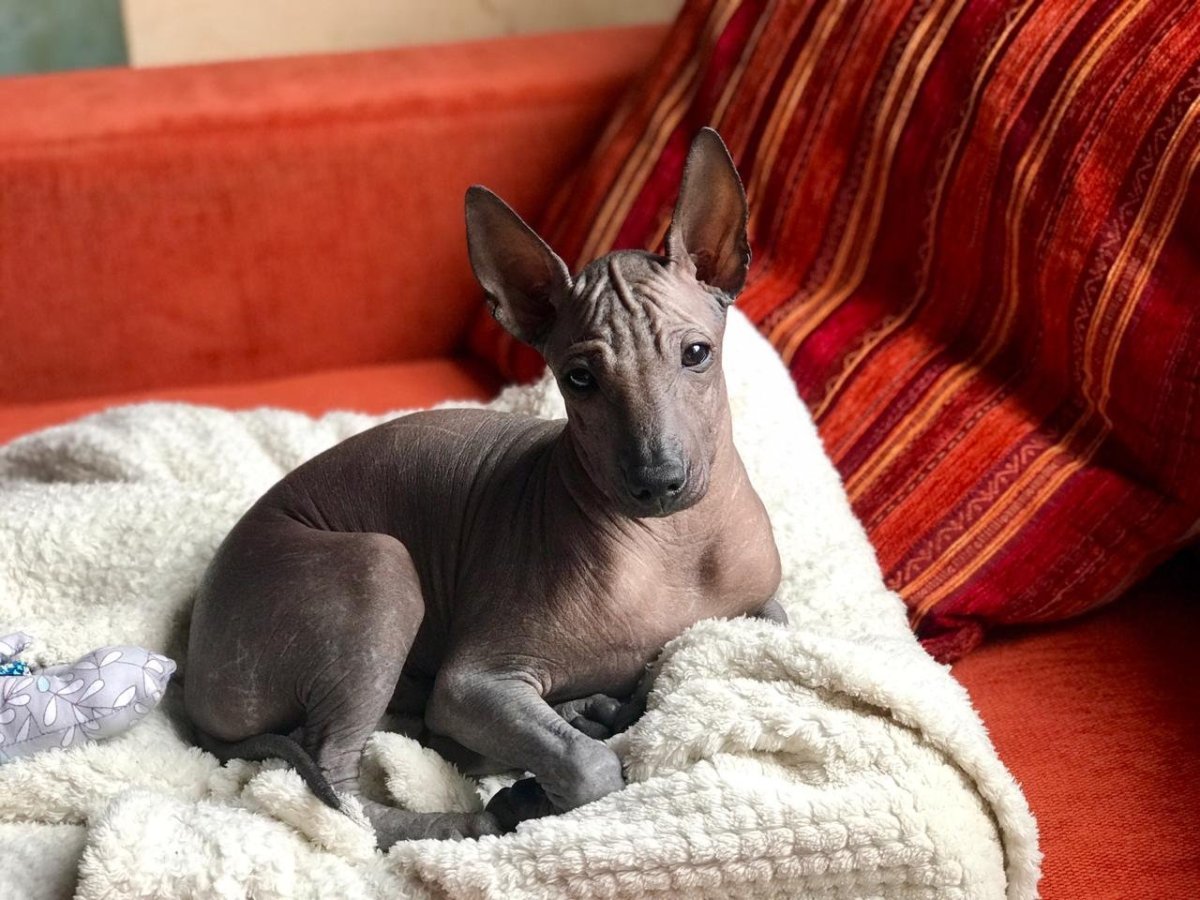 Собака сфинкс ксолоитцкуинтли