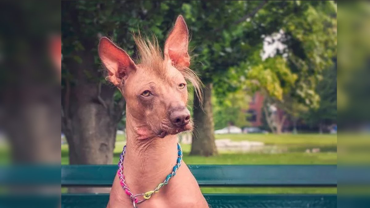 Ксолоитцкуинтли пуховые