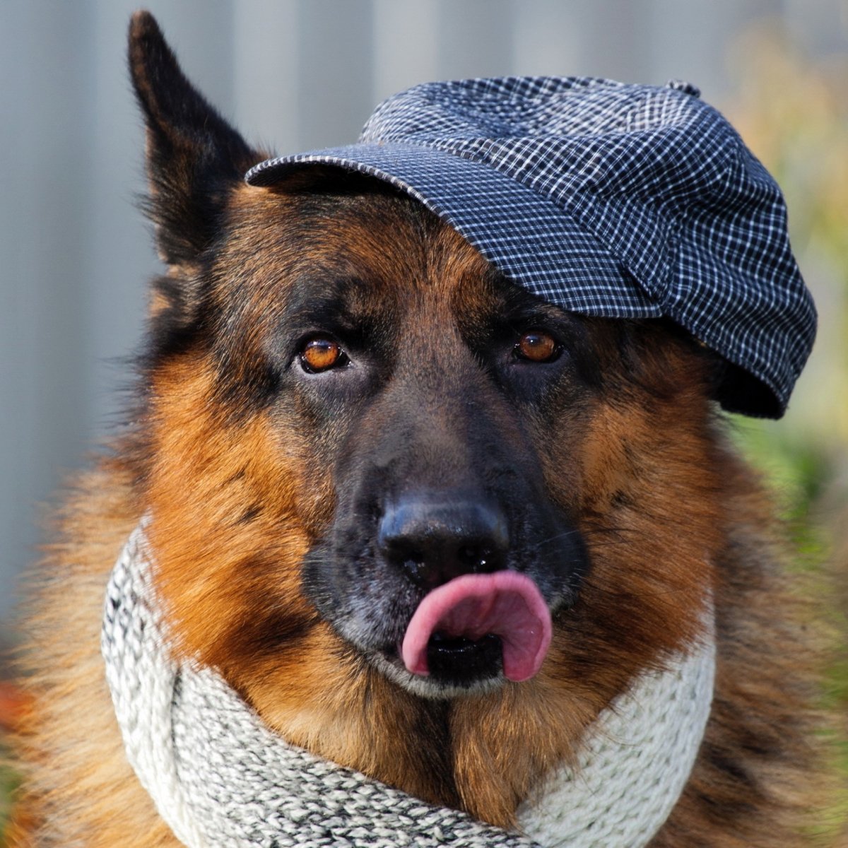 Собака сутулая Макс