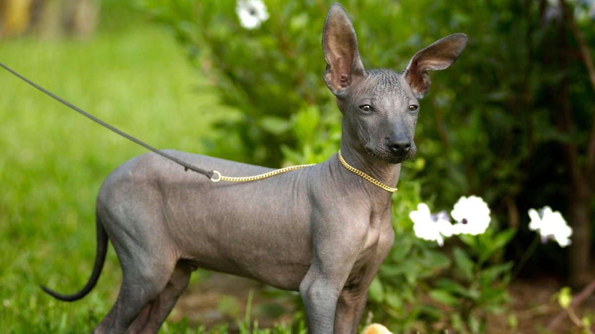 Лапы китайской хохлатой