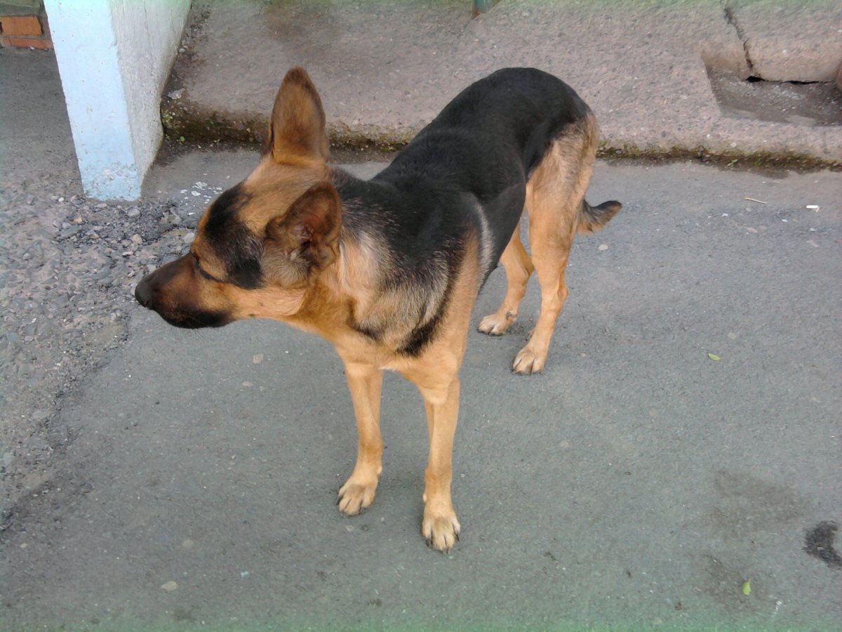 Немецкая овчарка в профиль полный рост