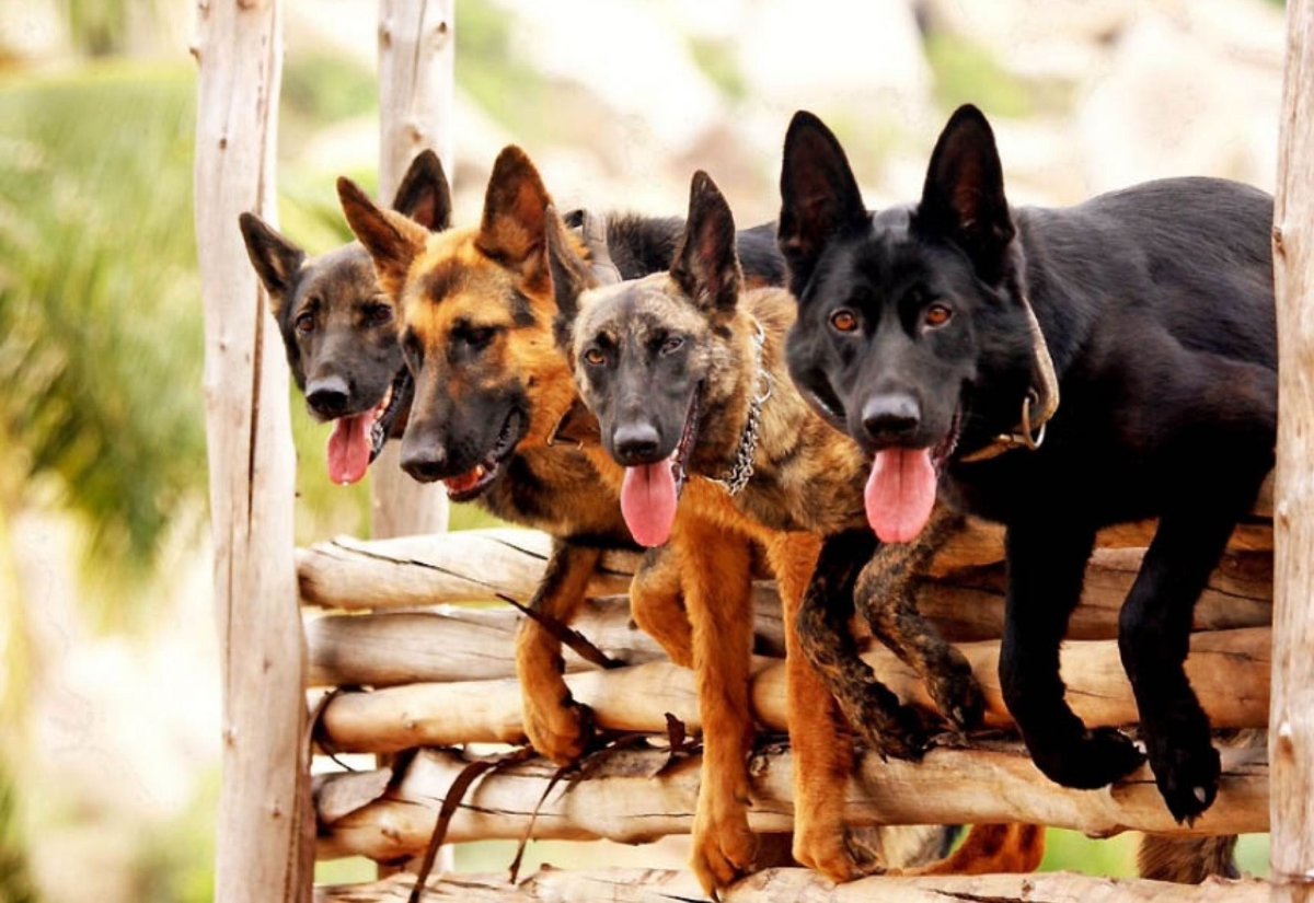 Гедеон Буркхард комиссар рекс