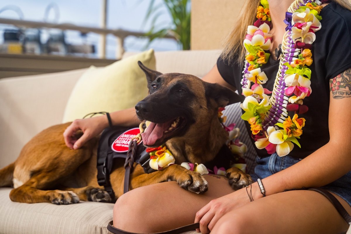 Селфи с овчаркой девушки из Аргентины