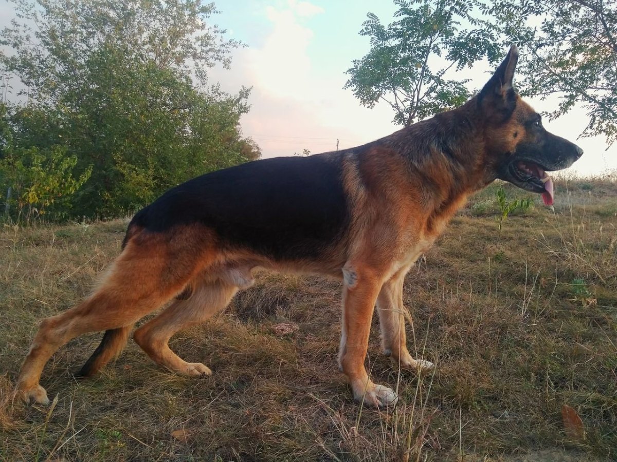 Сутулая овчарка