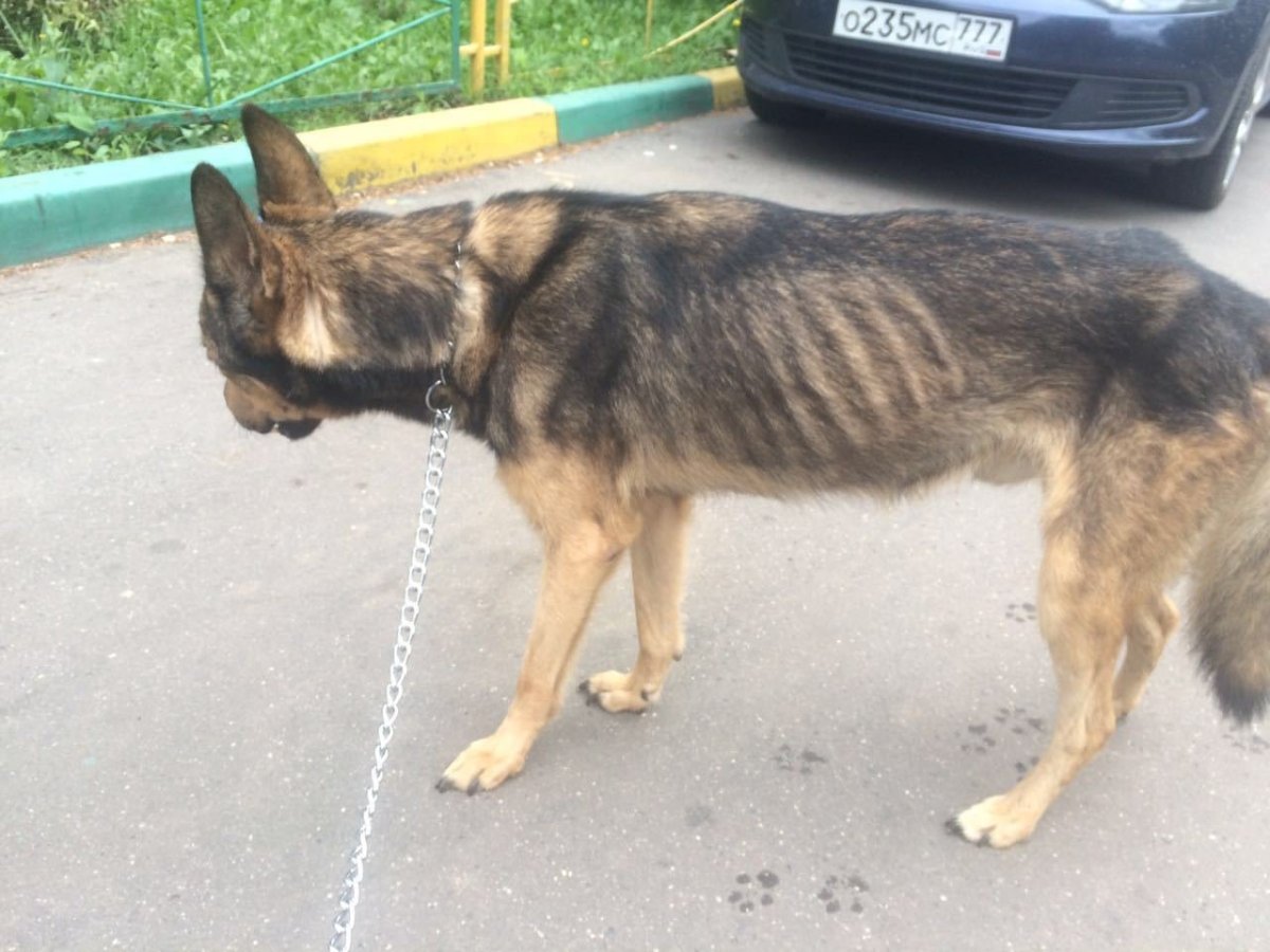 Рахит у немецкой овчарки