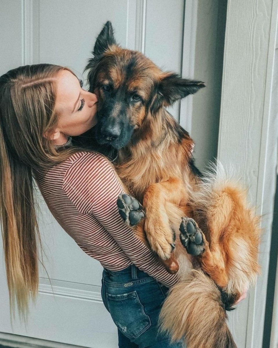 Рекс Шутц Хунд