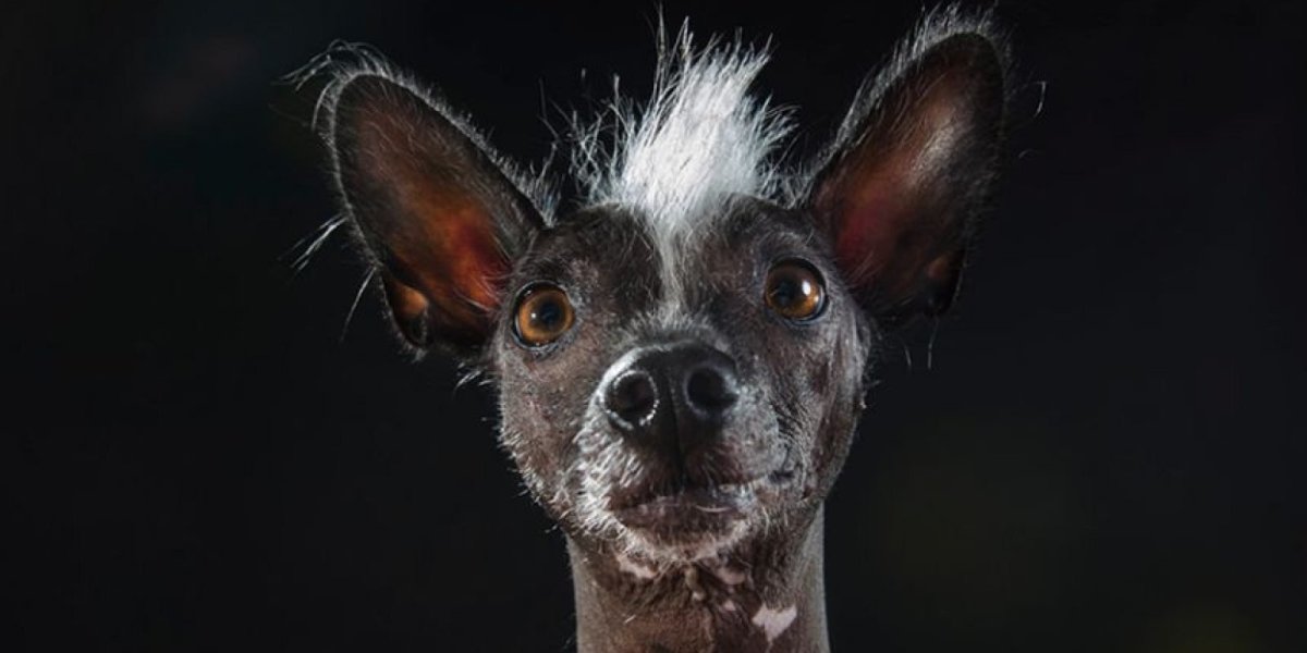 Китайская хохлатая ксоло