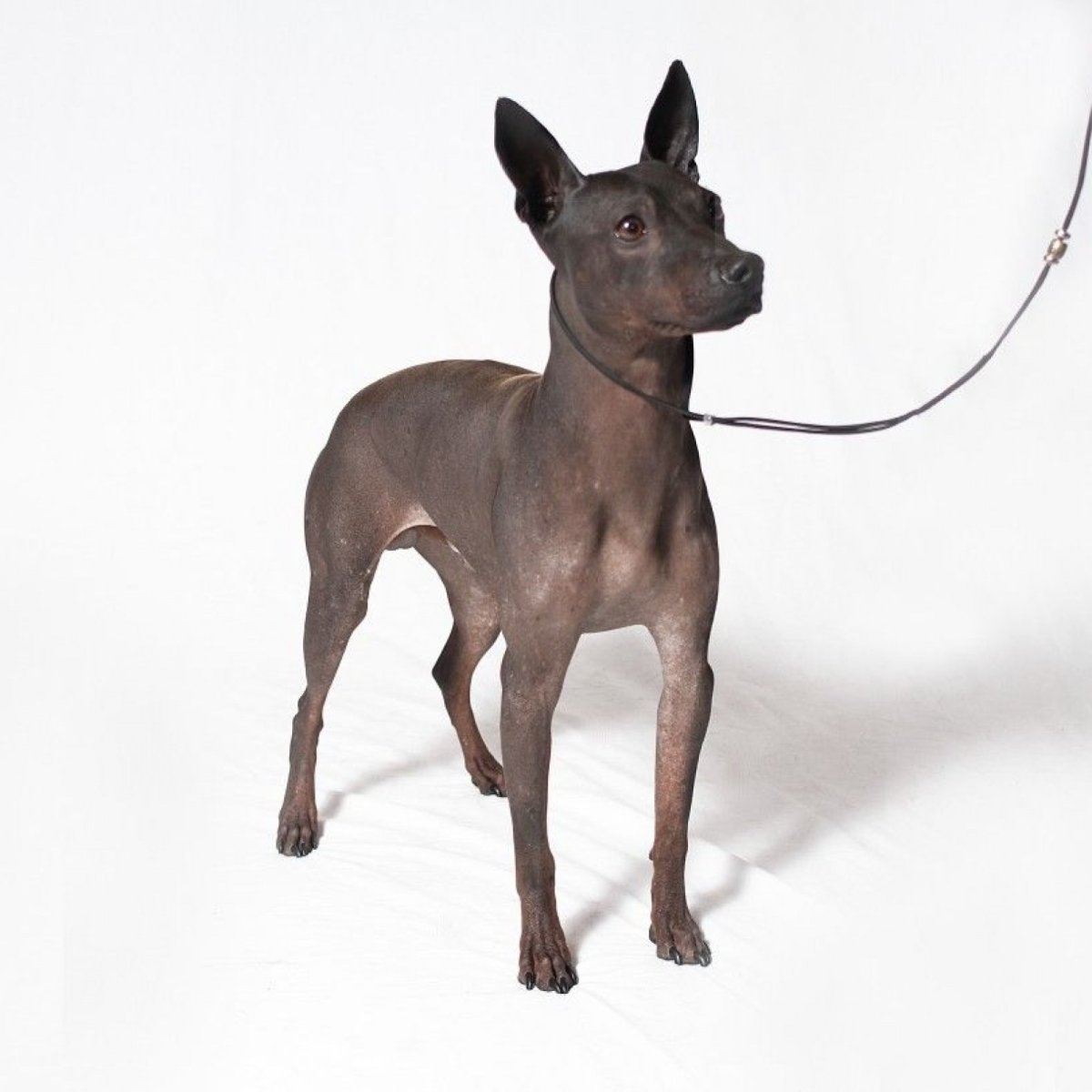 Американский бесшерстный терьер