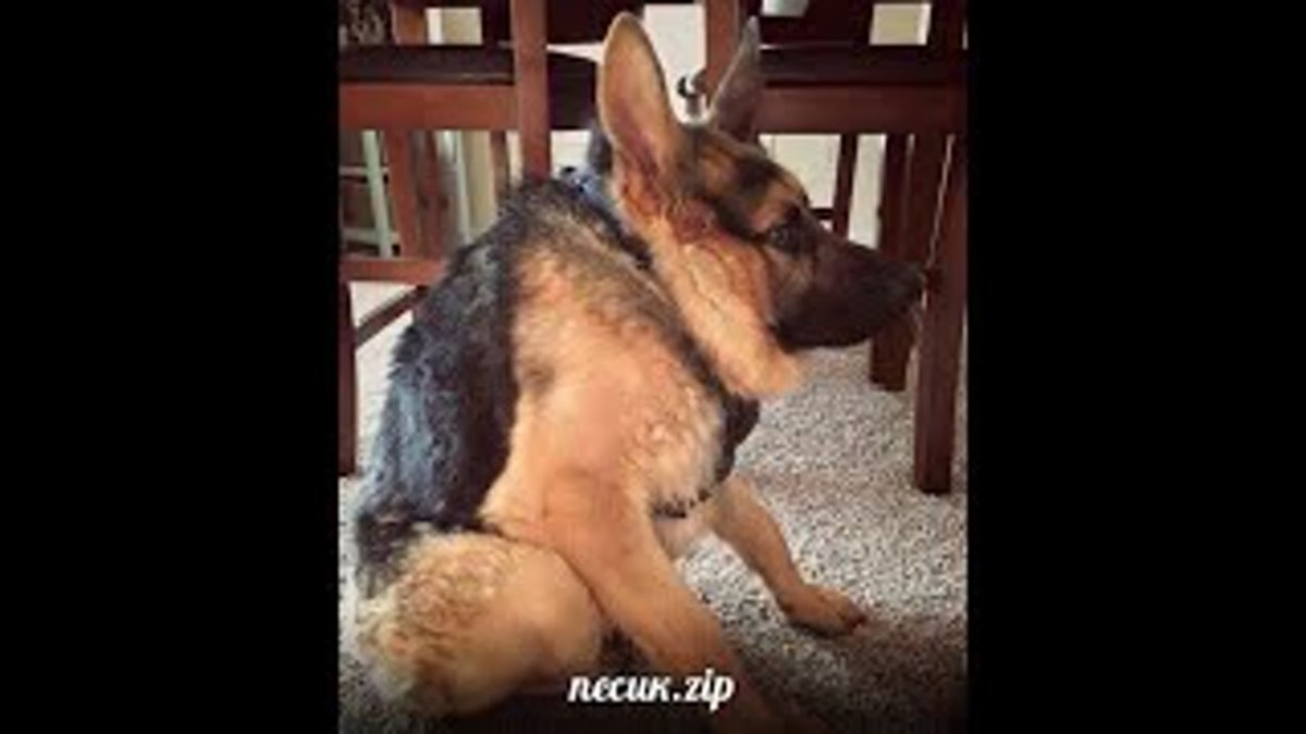 Старотипная немецкая овчарка