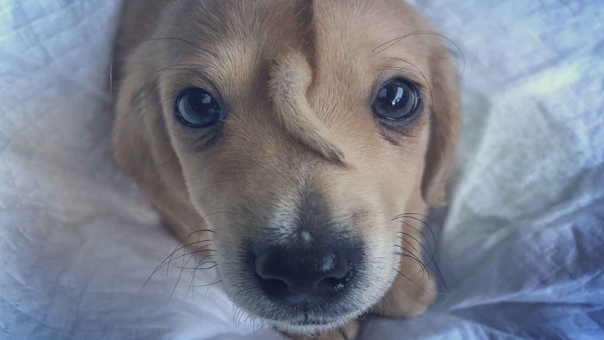 Терьер Йоркширский Малошерстный