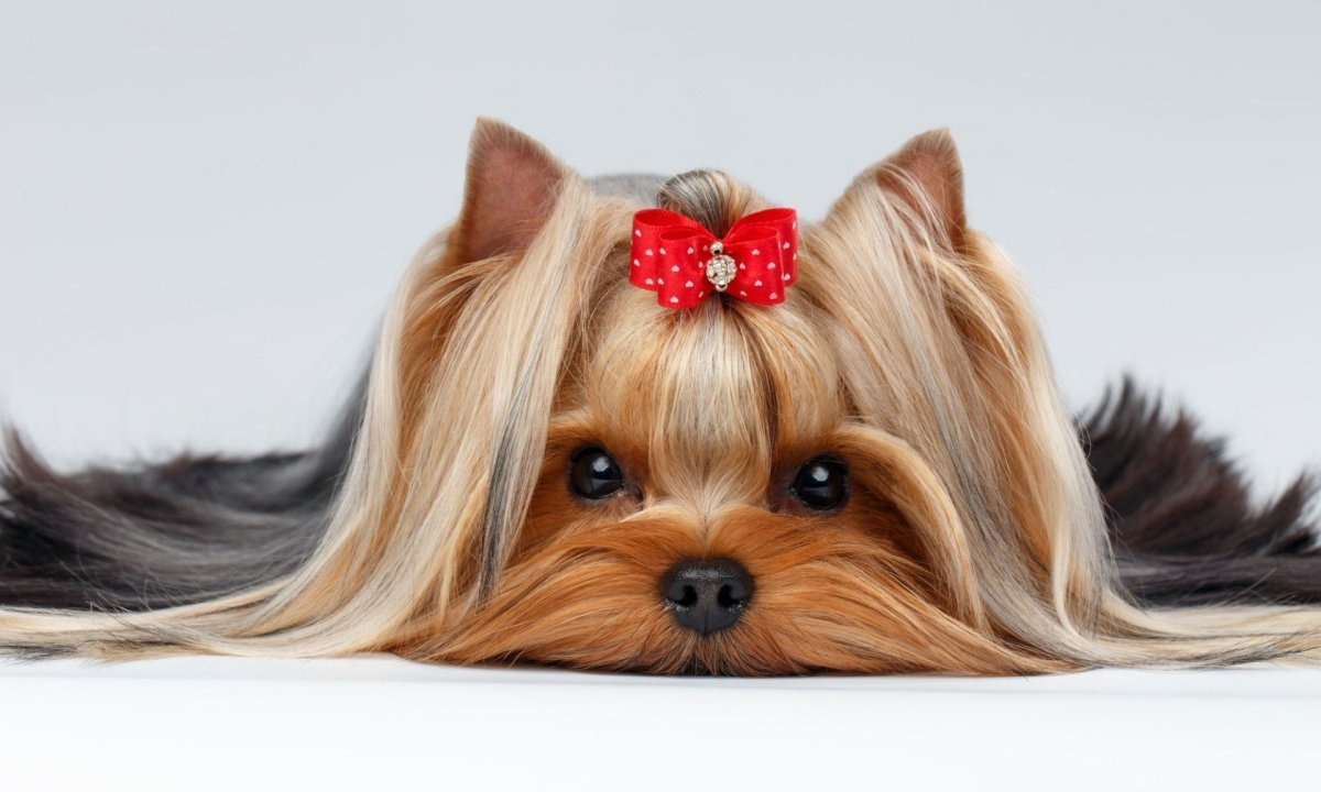 Обои на рабочий стол Йоркширский терьер