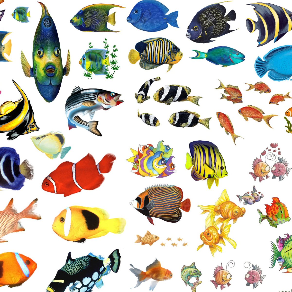 Данио рерио флуоресцентная