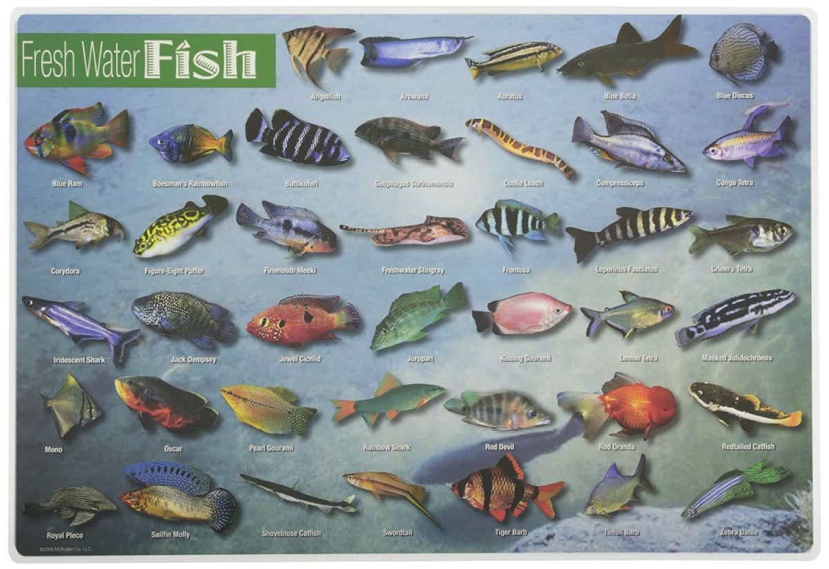 Дискусы аквариумные