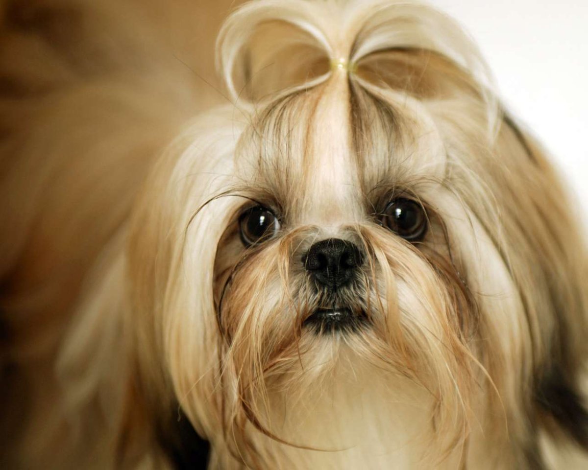 Порода шицу + Ерк