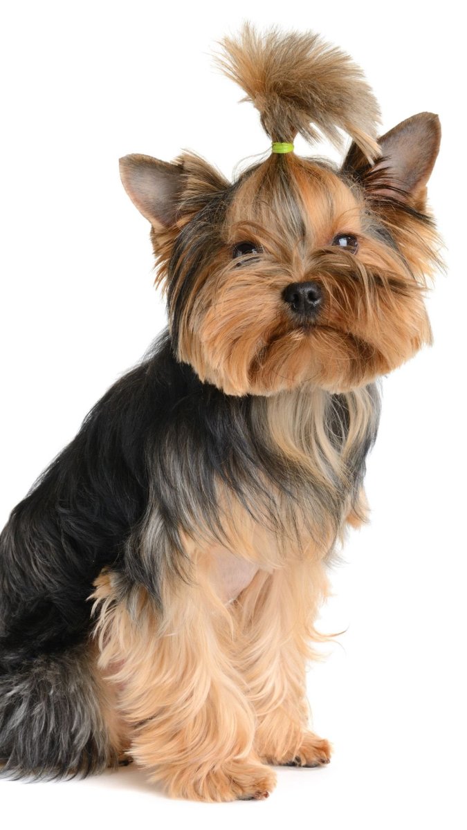 Йоркширский терьер