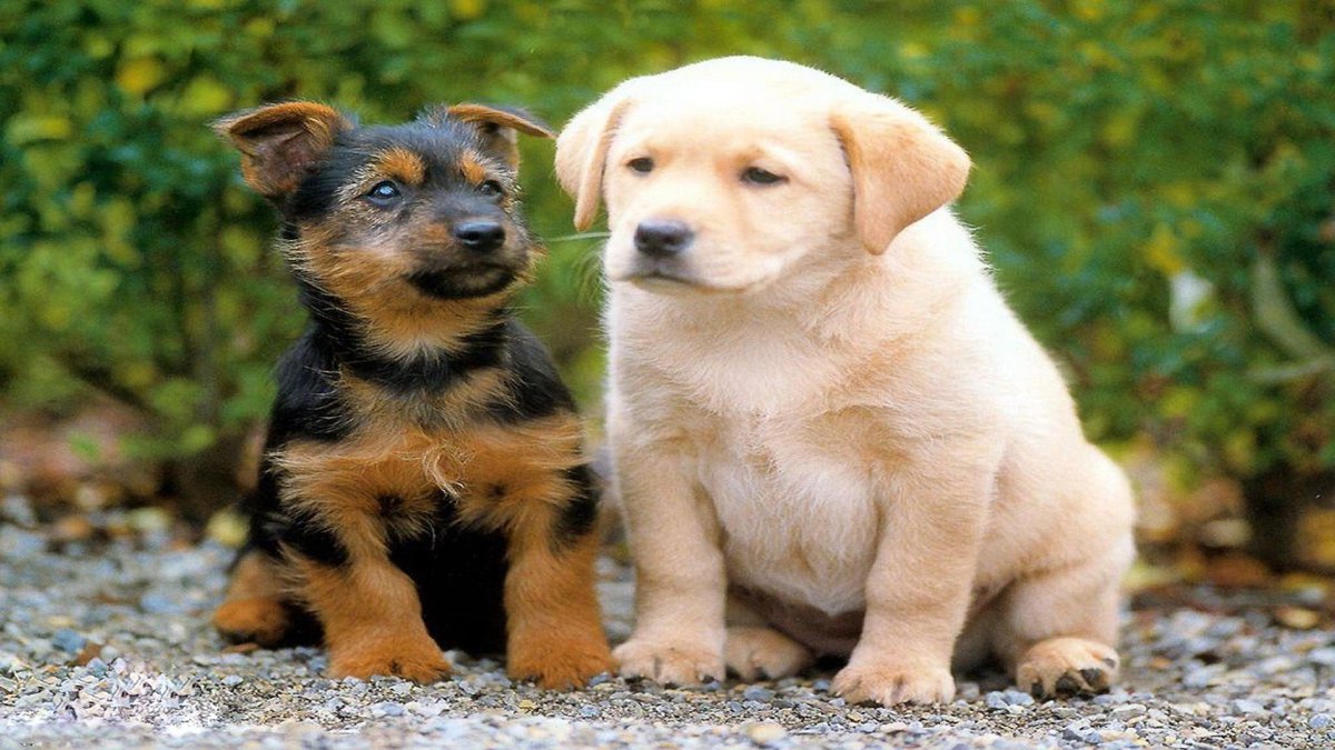 Заставка на рабочий стол щенки