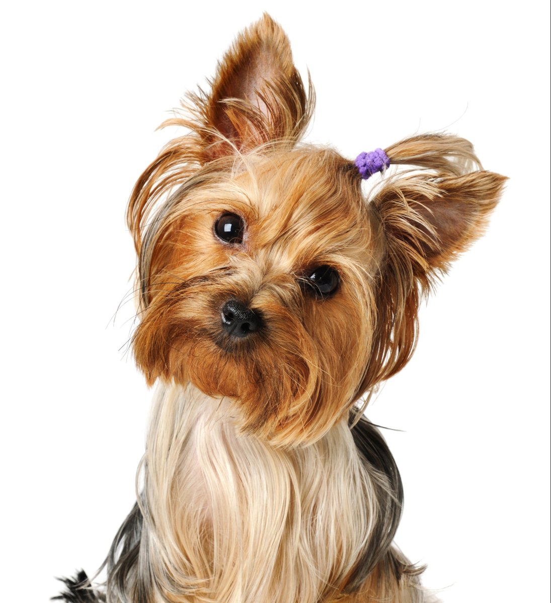 Предки йорков