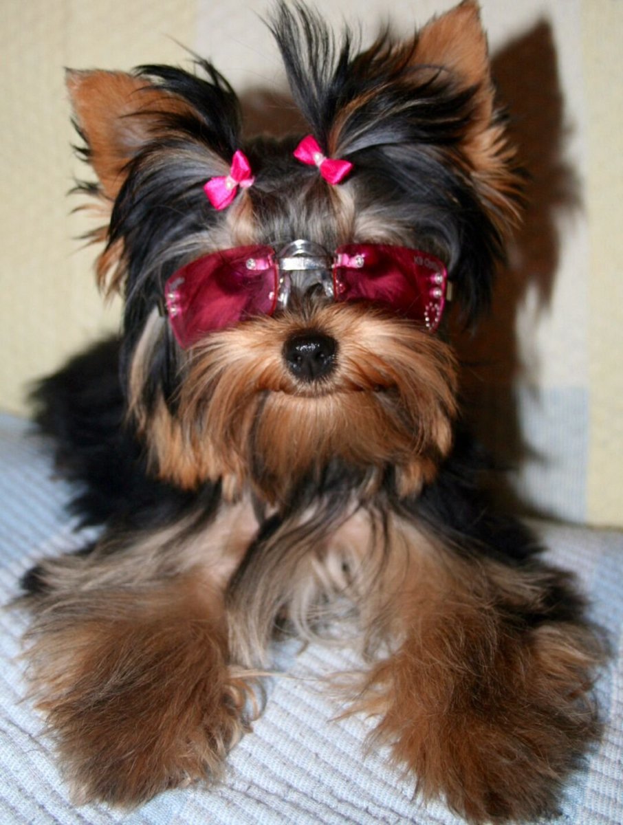 Йоркширский терьер Биг босс