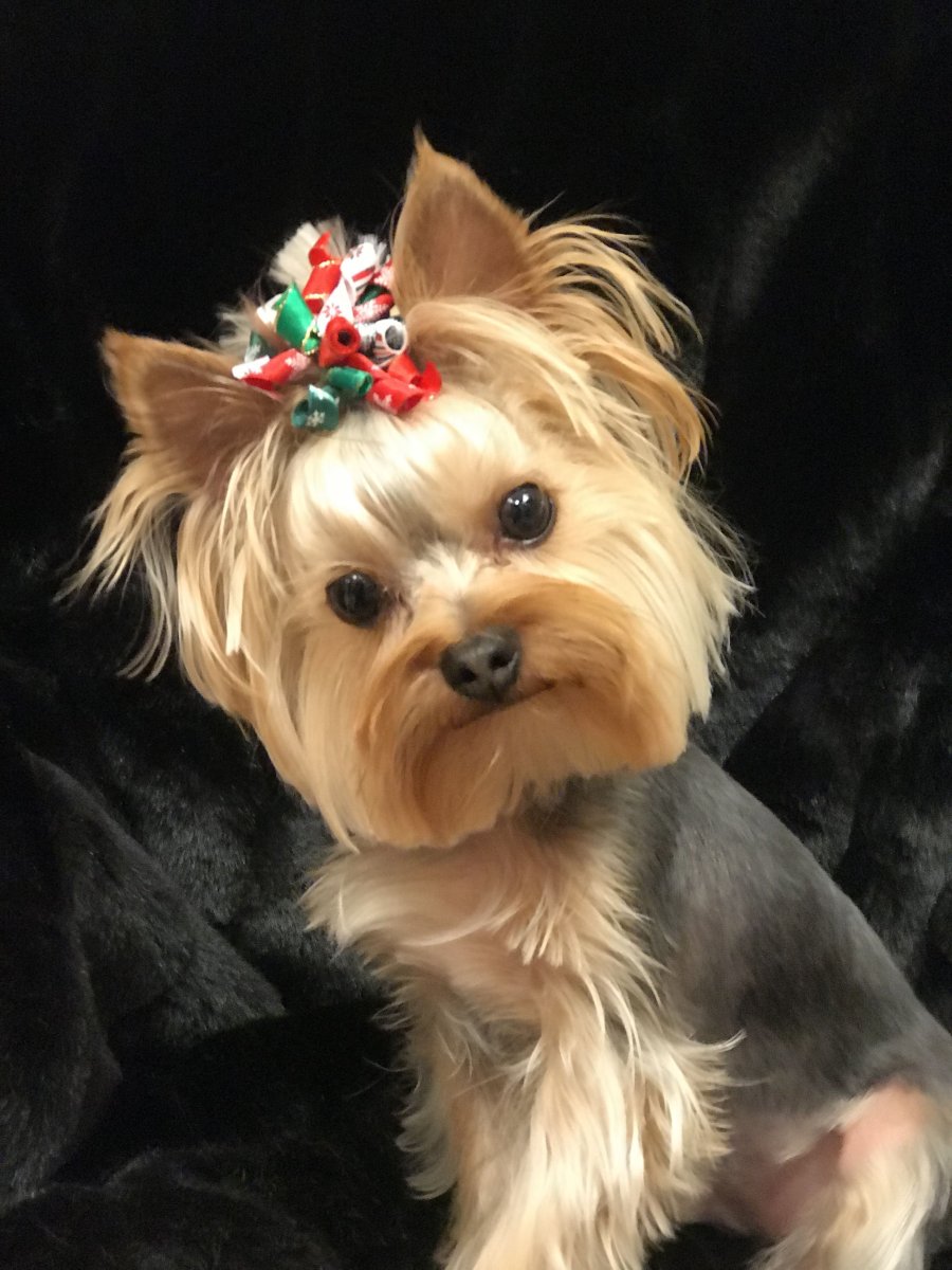 Йоркшир терьер