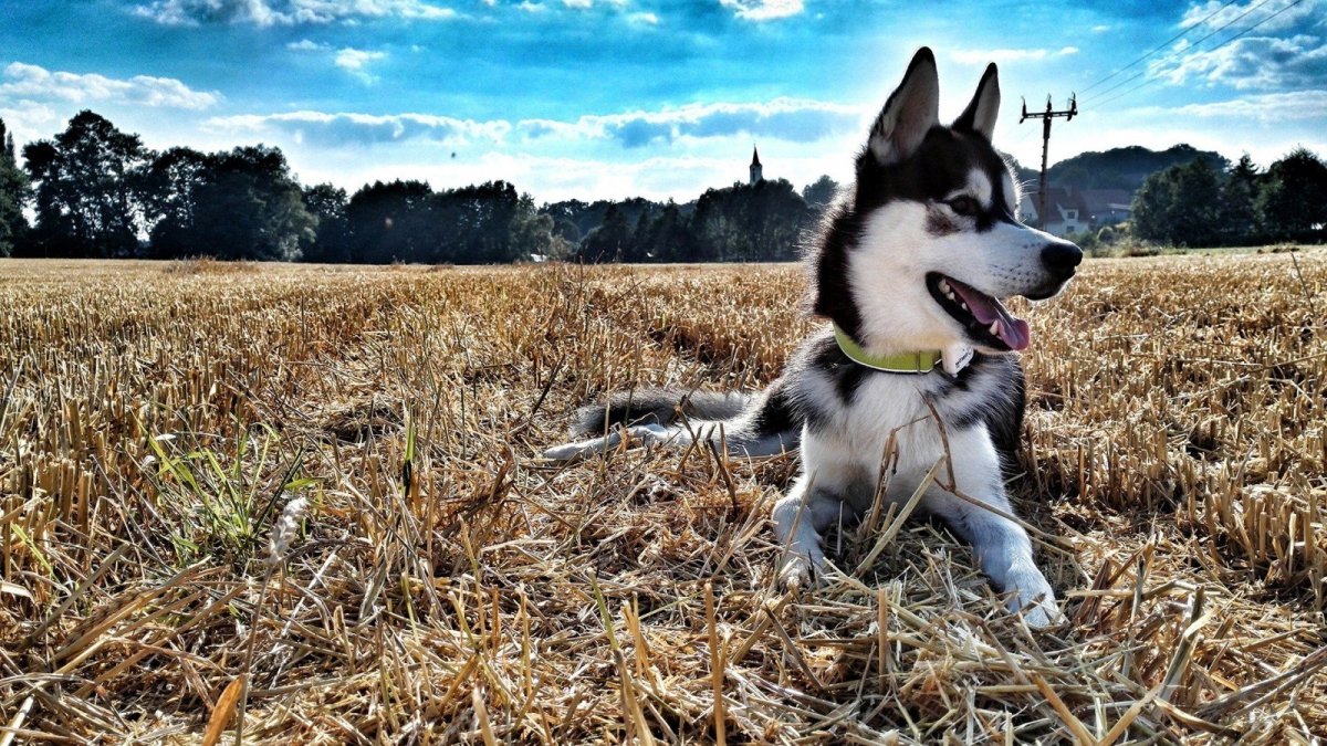 Мастиф собака английский