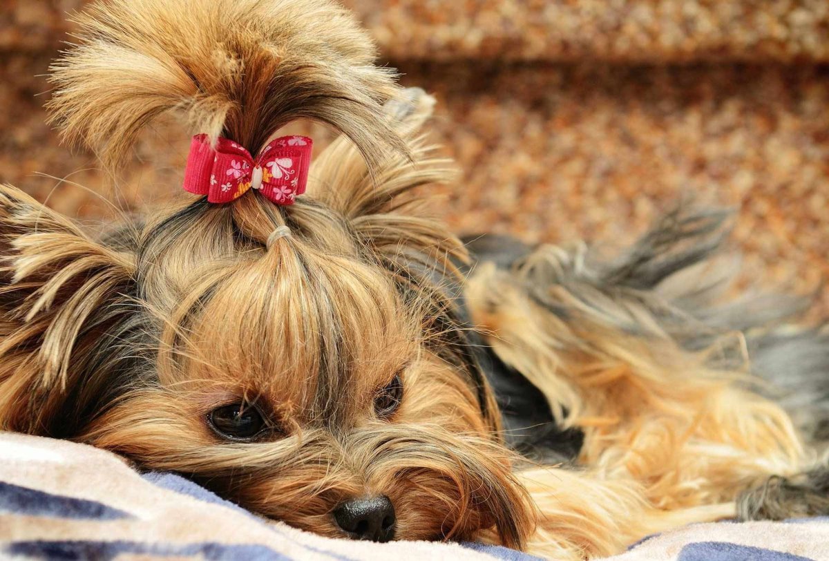 Терьер Йоркширский Малошерстный