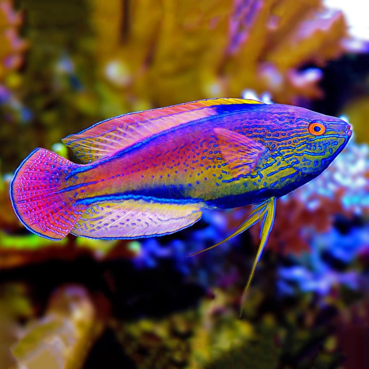 Белый петушок аквариумная рыбка