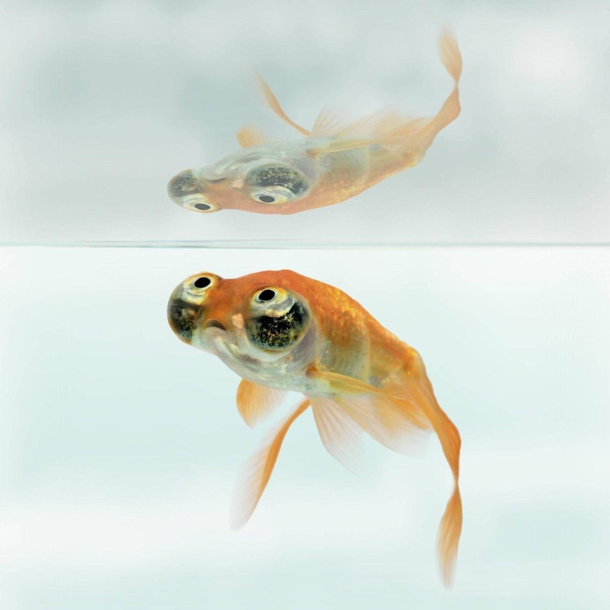 Экзотические обитатели аквариума