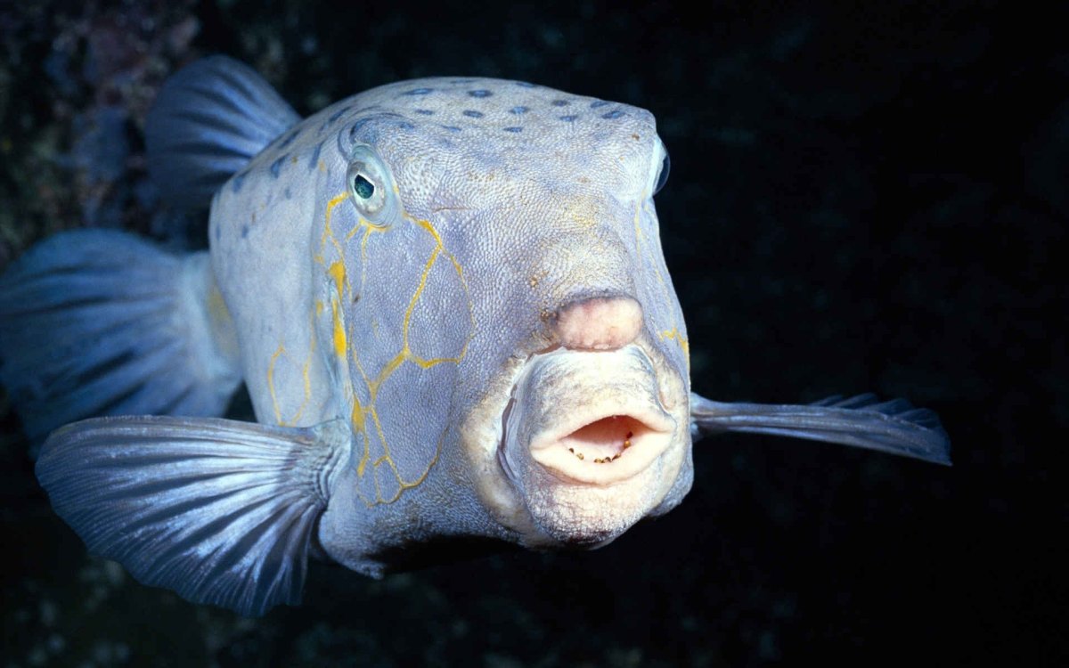 Аквариумные рыбы Пресноводные