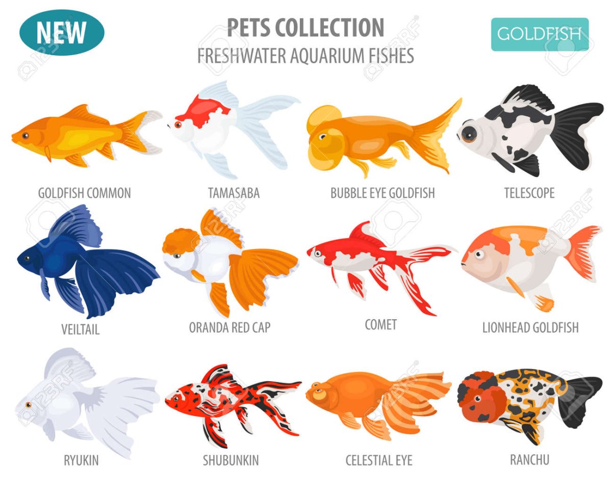 Goldfish5647 Инстаграм