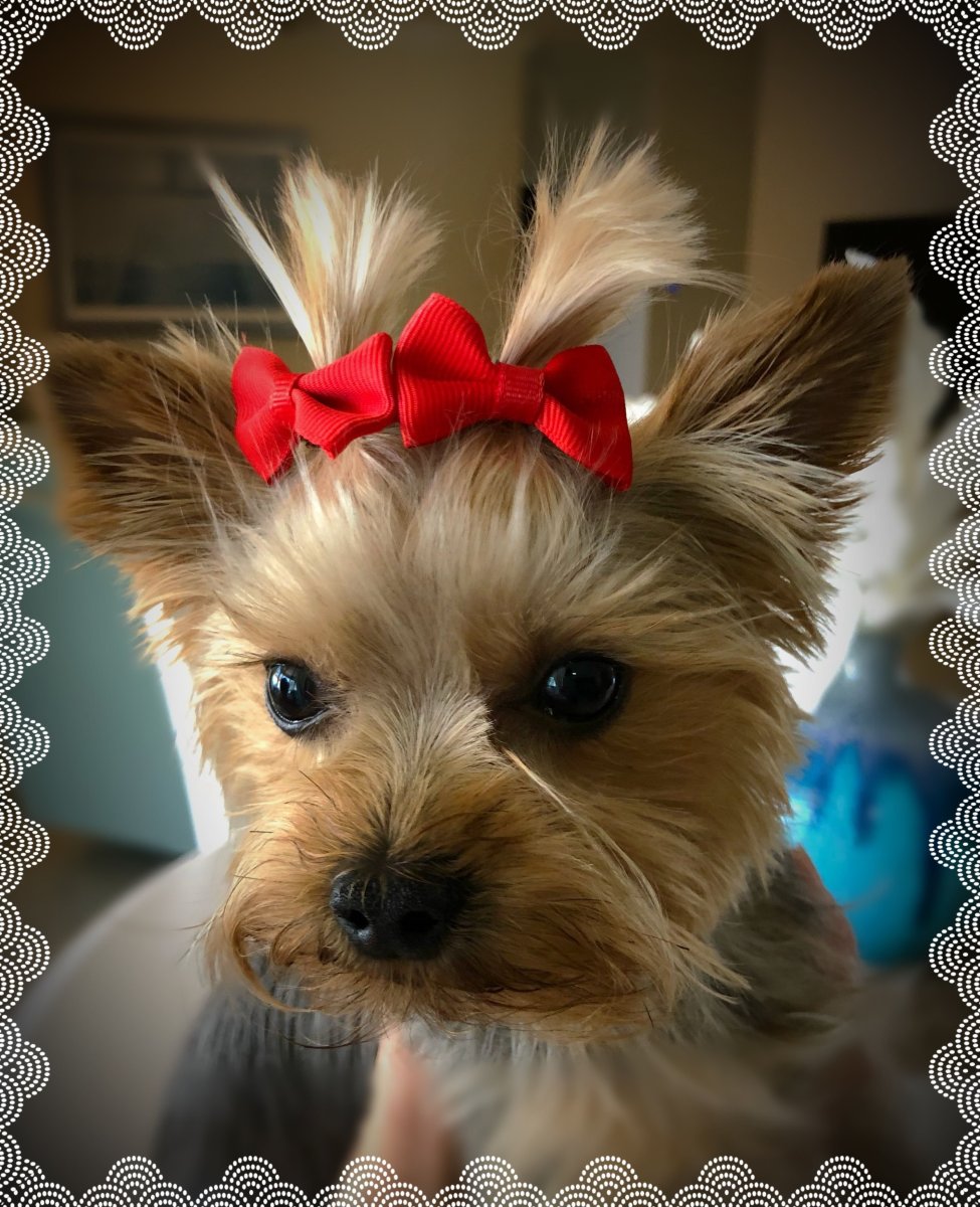 Золотистый Йоркширский терьер