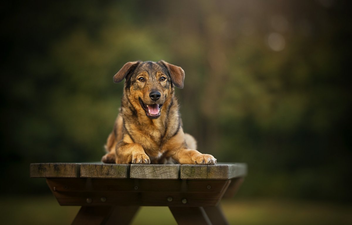 4к разрешение собаки