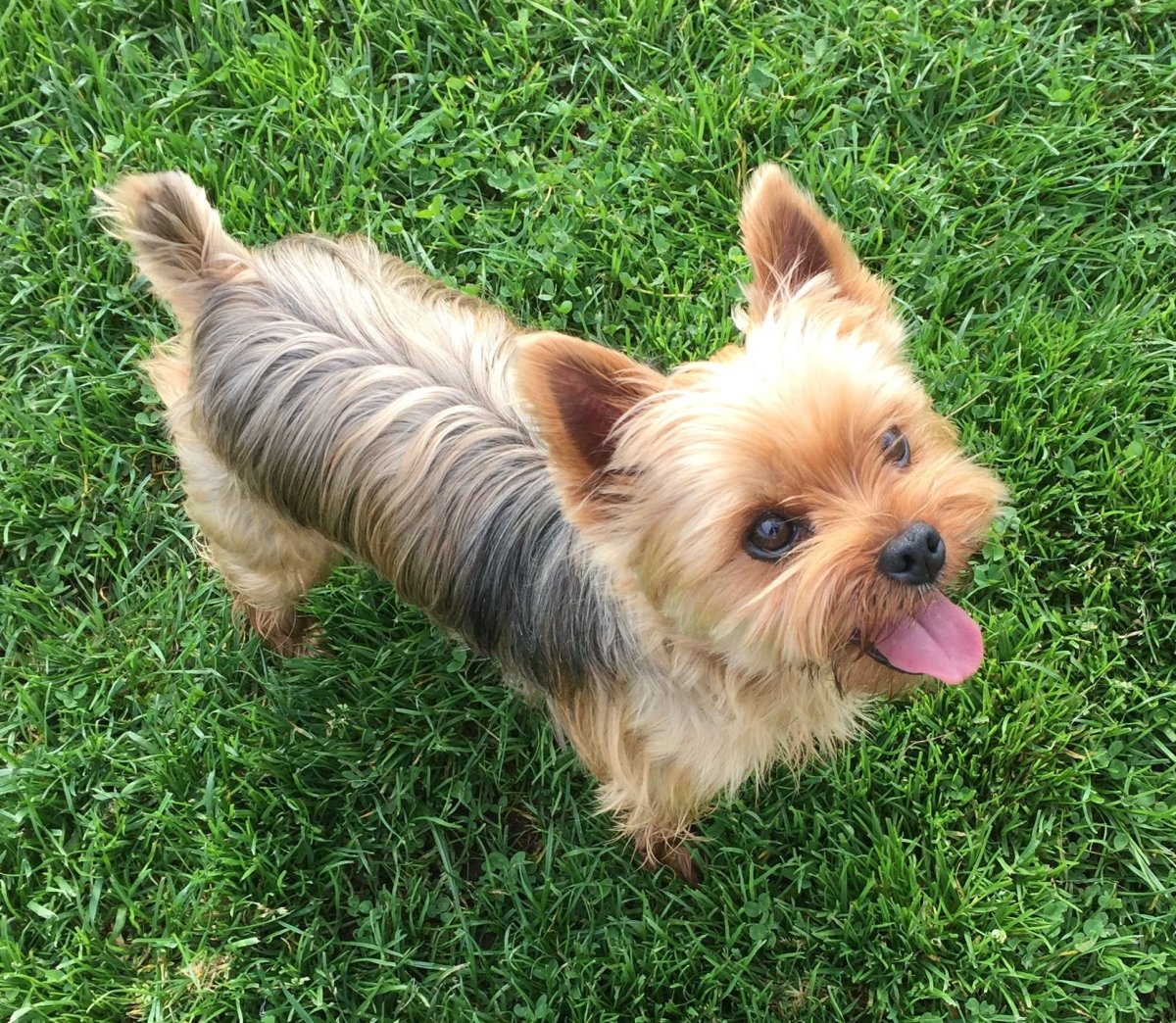 Мальтийская болонка Харт