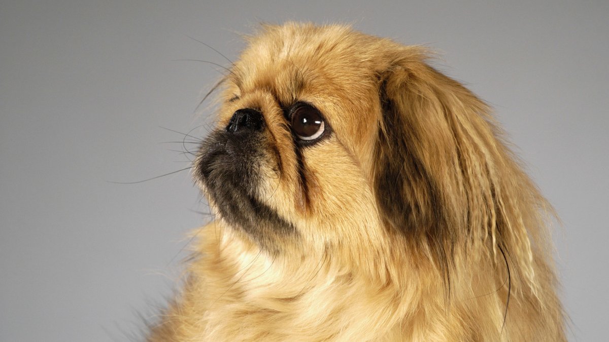 Порода собак Пекинес фото