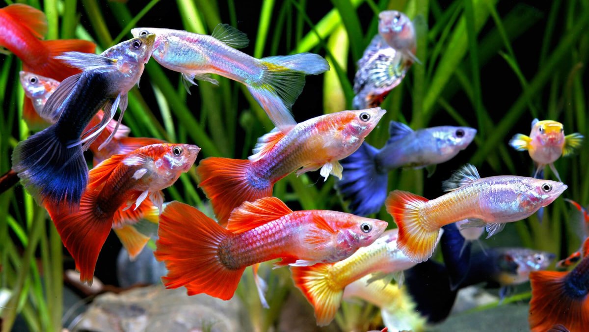 Старинные изображения рыб