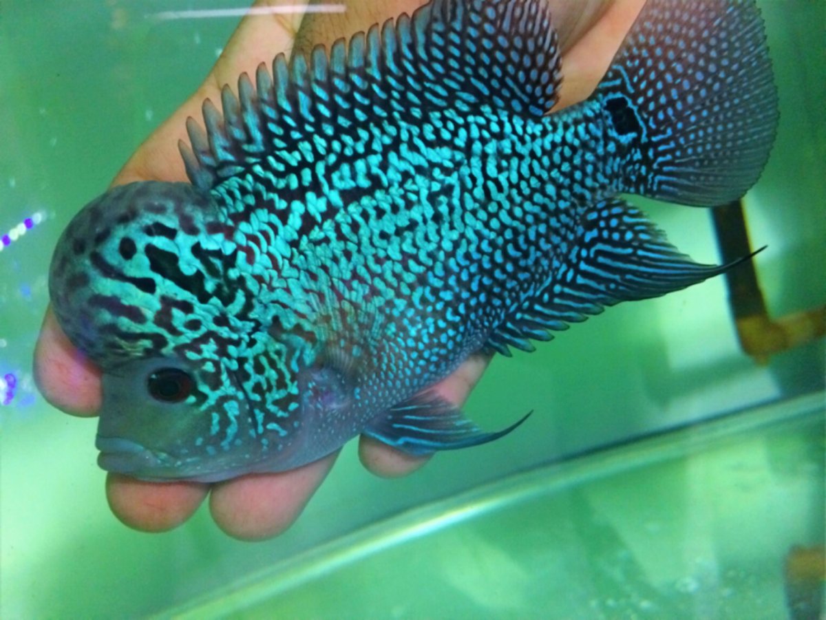 Cirrhilabrus rubrimarginatus