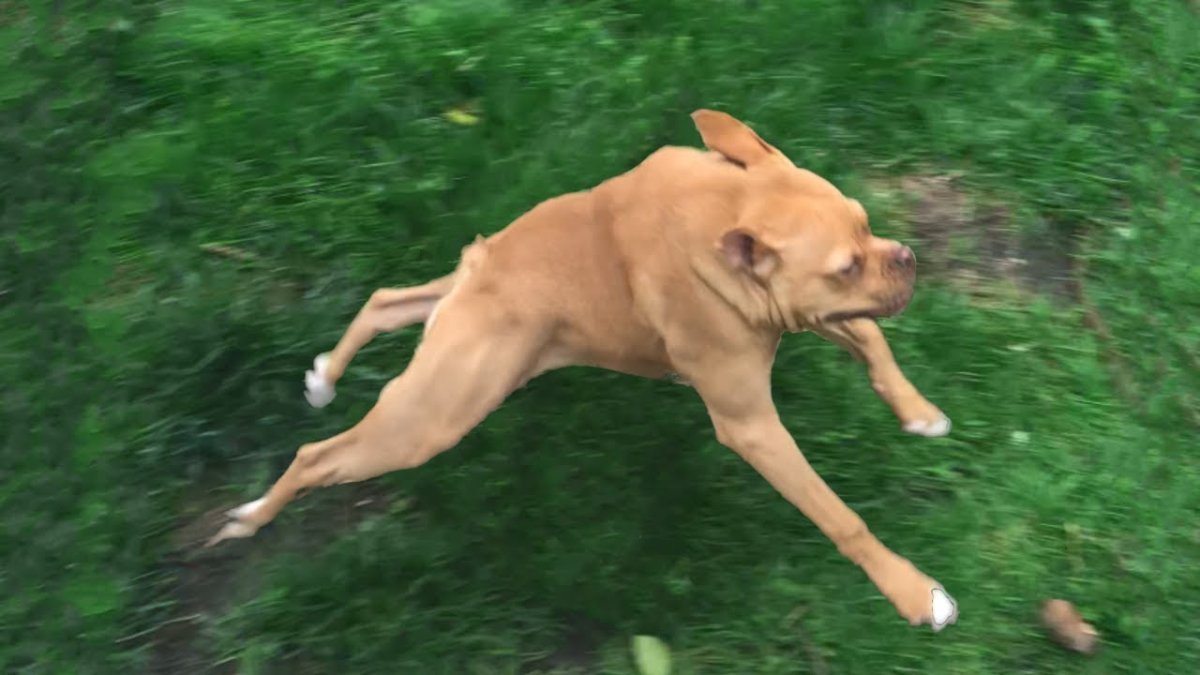 Собака вельш корги