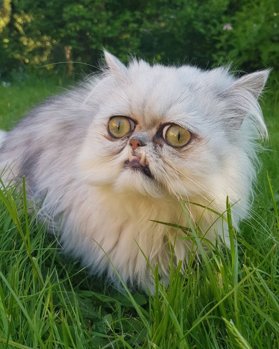 Кот Персидская шиншилла Вилфред