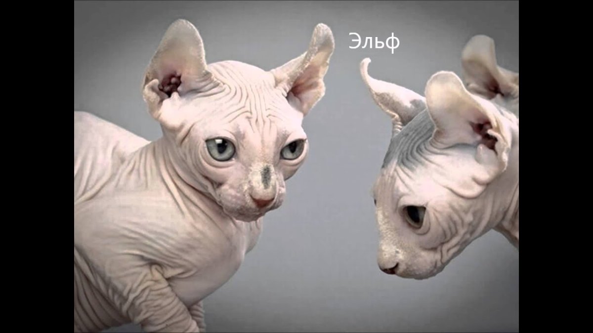 Дорогие лысые кошки