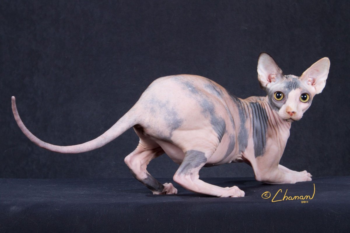 Канадский сфинкс окрас Калико