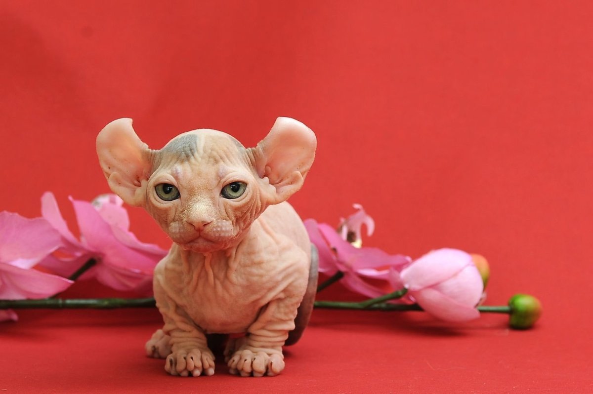 Сфинкс-Манчкин керл