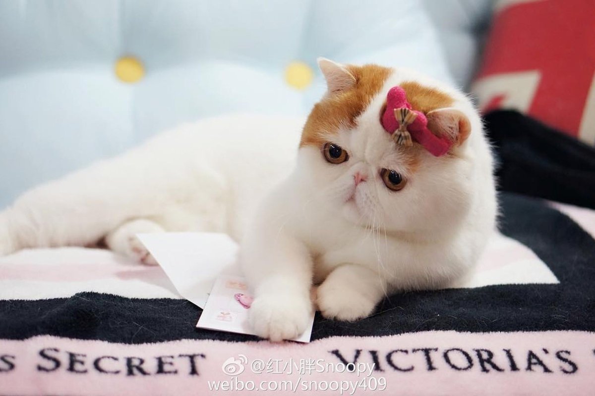 Японский кот Снупи порода