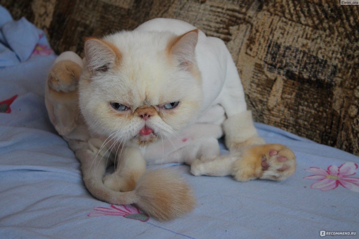 Подстриженный экзот