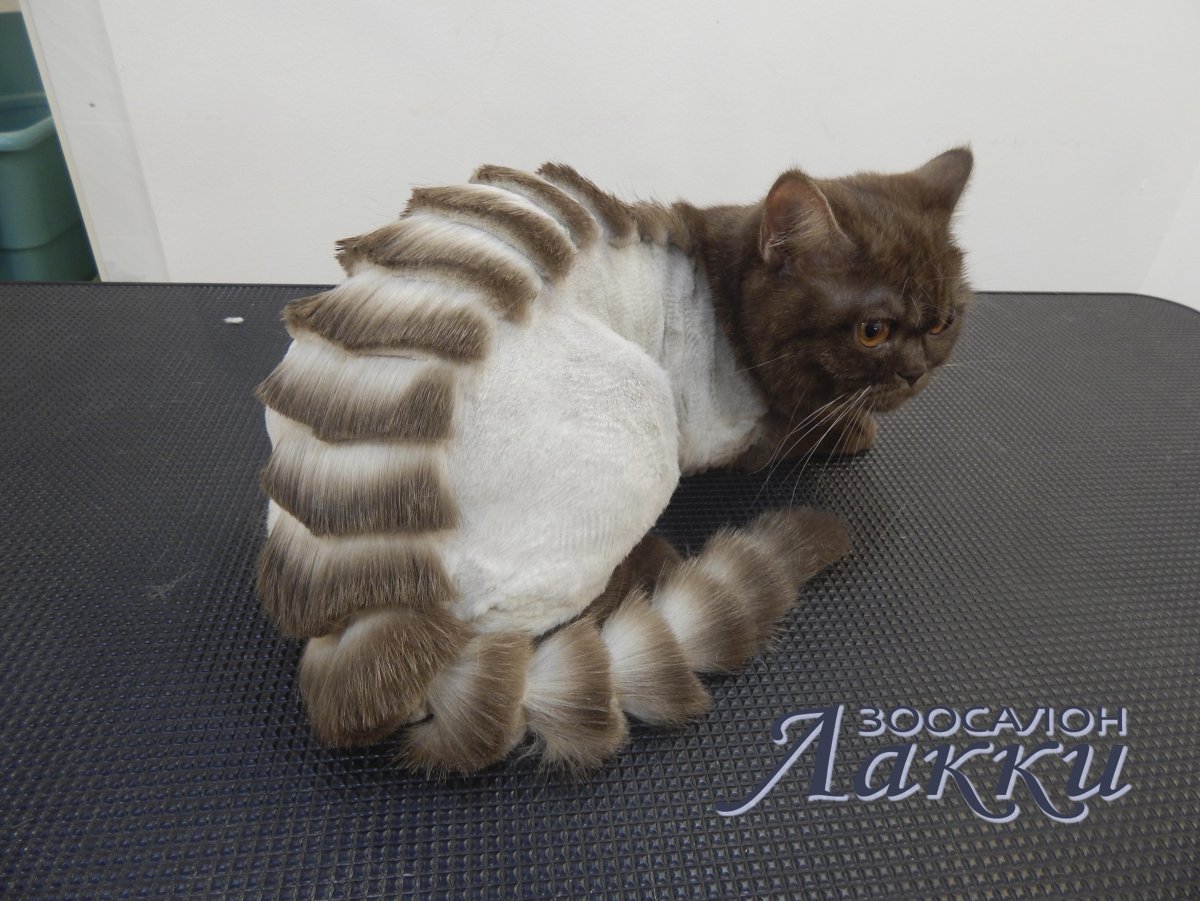 Креативная стрижка кошек
