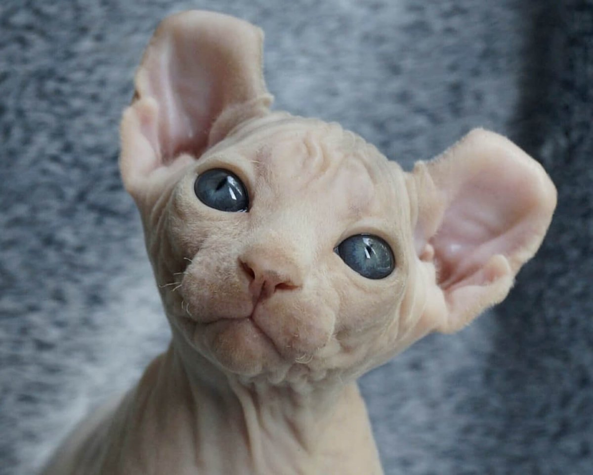 Сфинкс Двэльф